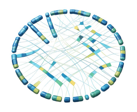 Mouse genome map highlighting syntenic blocks and chromosomal changes.