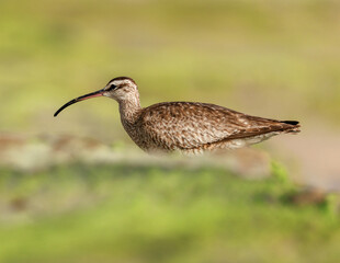 Whimbrel on Beach