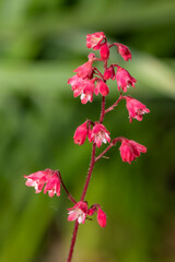 Close up of coral bells (heuchera sanguinea) flowers in bloom