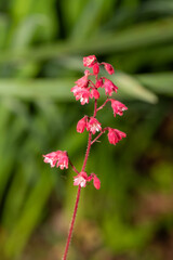 Close up of coral bells (heuchera sanguinea) flowers in bloom
