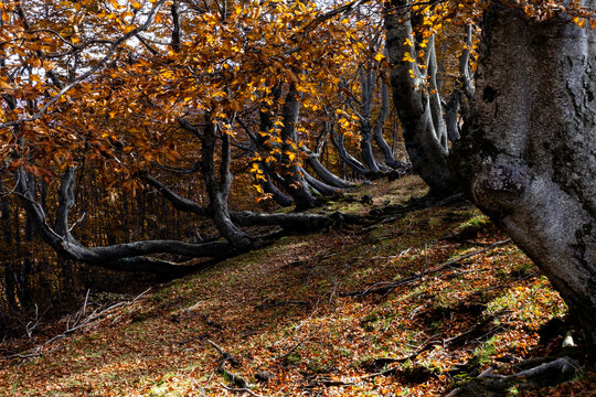 Autumnal beech forest with trees curved due to soil creep, Bosco dei Faggi Torti, Monti della Laga, Abruzzo, Italy