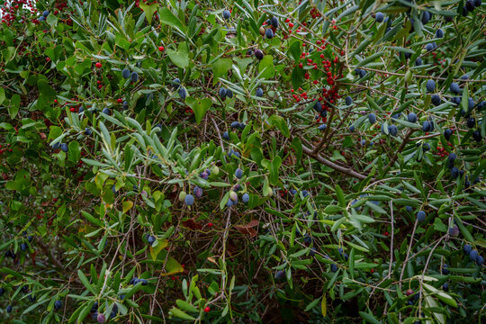 Red and blue berries in Mediterranean scrub
