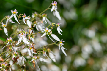 Creeping saxifrage (saxifraga stolonifera) flowers in bloom