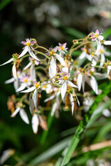Creeping saxifrage (saxifraga stolonifera) flowers in bloom