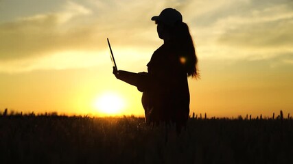 Farmer woman is working at her computer at sunset. Businesswoman with laptop is working in wheat field, assessing, checking grain harvest. Agronomist girl works. Concept of agricultural business
