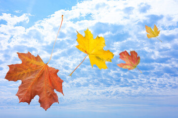Beautiful autumn leaves flying in blue sky with clouds. Fall season