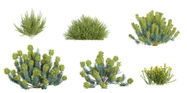 Collection of Genista,Euphorbia plants on transparent background