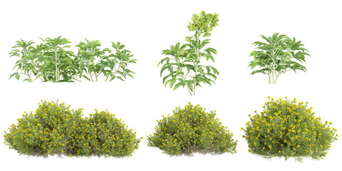 Fototapeta premium Collection of Genista,Helleborus plants on transparent background
