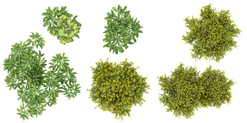 Obraz premium Collection of Genista,Helleborus plants on transparent background from the top view