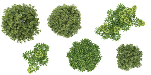 Collection of Pittosporum,Helleborus plants on transparent background from the top view