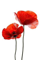 Close-up of two vibrant red poppies against a black backdrop.  The flowers are in focus, exhibiting intricate details in their petals.  Distinct stems and centers are visible