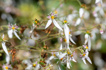 Creeping saxifrage (saxifraga stolonifera) flowers in bloom