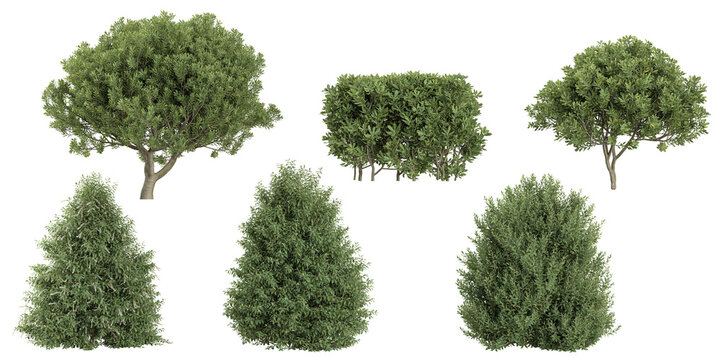 Collection of Pittosporum,Prunus plants on transparent background