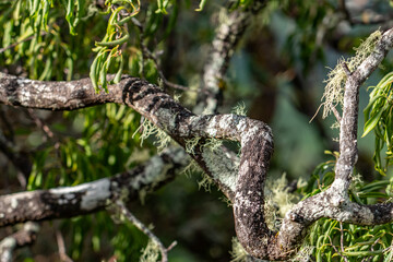 Fototapeta premium Santalum freycinetianum, the forest sandalwood, Freycinet sandalwood, or ʻIliahi, is a species of flowering tree in the European mistletoe family, Santalaceae. Kamanaiki Ridge Trail, Honolulu, Oahu