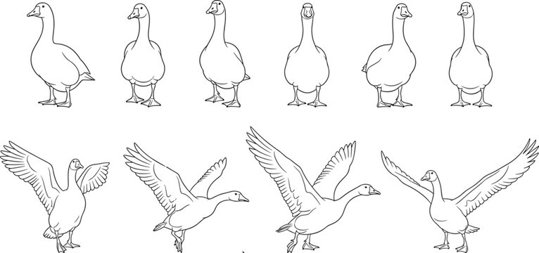 Goose silhouette vector set with standing and flying poses for wildlife, nature, bird anatomy, and design themes.