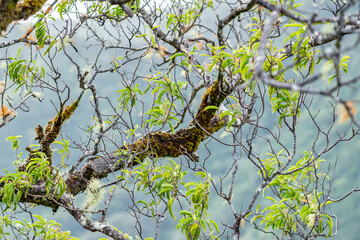 Santalum freycinetianum, the forest sandalwood, Freycinet sandalwood, or ʻIliahi, is a species of flowering tree in the European mistletoe family, Santalaceae. Kamanaiki Ridge Trail, Honolulu, Oahu