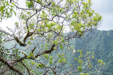 Santalum freycinetianum, the forest sandalwood, Freycinet sandalwood, or ʻIliahi, is a species of flowering tree in the European mistletoe family, Santalaceae. Kamanaiki Ridge Trail, Honolulu, Oahu