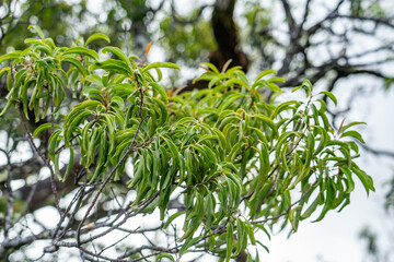 Santalum freycinetianum, the forest sandalwood, Freycinet sandalwood, or ʻIliahi, is a species of flowering tree in the European mistletoe family, Santalaceae. Kamanaiki Ridge Trail, Honolulu, Oahu