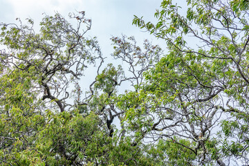 Santalum freycinetianum, the forest sandalwood, Freycinet sandalwood, or ʻIliahi, is a species of flowering tree in the European mistletoe family, Santalaceae. Kamanaiki Ridge Trail, Honolulu, Oahu