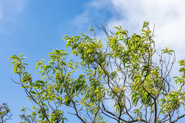 Santalum freycinetianum, the forest sandalwood, Freycinet sandalwood, or ʻIliahi, is a species of flowering tree in the European mistletoe family, Santalaceae. Kamanaiki Ridge Trail, Honolulu, Oahu