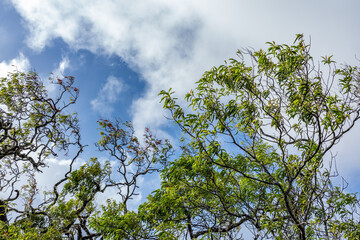 Santalum freycinetianum, the forest sandalwood, Freycinet sandalwood, or ʻIliahi, is a species of...