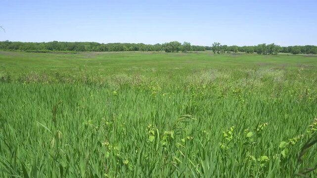 Tall prairie grass blowing in the wind. Tallgrass prairie.  Homestead National Historical Park near Beatrice, Nebraska. 