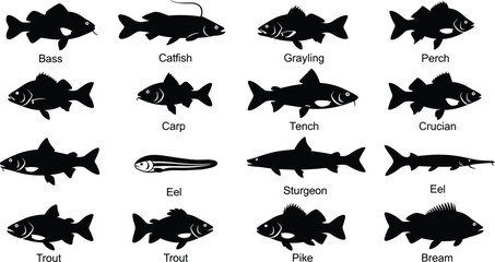 Silhouettes of freshwater fish species including trout, bass, catfish, and pike arranged in educational vector grid format.