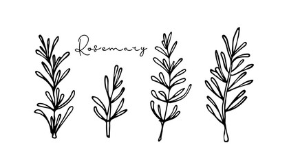 Fresh rosemary, hand drawn doodle sketch. Herb plants for cooking and flavor. Healthy diet, vegetarian food. Flat vector organic vegetable. Culinary spices for cafe menu, banner, emblem, sticker. 