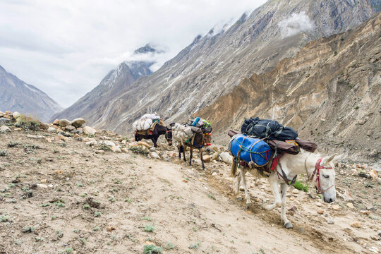 Mules transporting loads on the K2 Base Camp trek, Karakoram, Pakistan