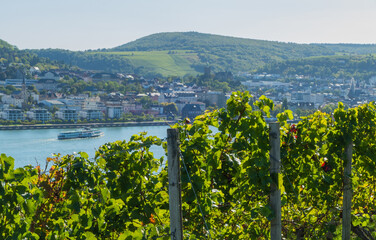 Fototapeta premium Reben vor Blick auf Rhein mit Schiff Ausflugsschiff