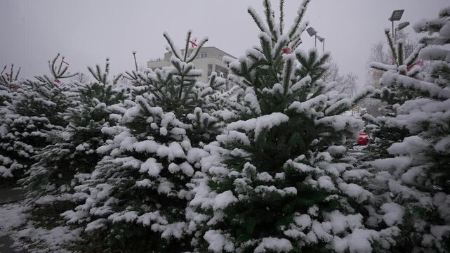 Local market selling Christmas trees in snowfall in Munich, Germany. German farm market presents Christmas trees for selling during festive season. Rows of evergreen trees for purchase at bazaar. 