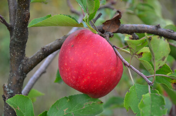 ripe red apple on a branch in the garden close-up