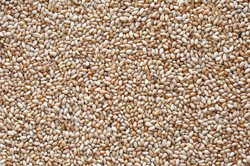 수확하고 말린 고소한 참깨