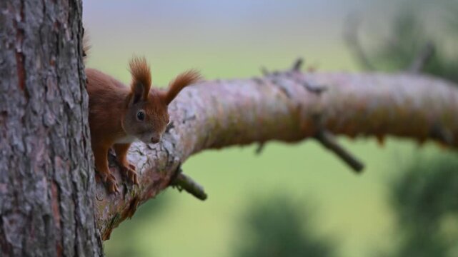 Shy Eurasian Red Squirrel Peeking from Behind Tree Trunk