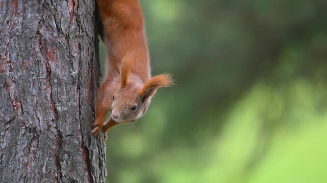 Red Squirrel Descending Pine Tree with Natural Scratching Sounds