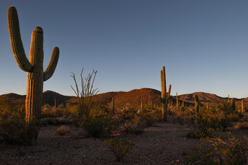 southwest desert landscape in saguaro national park at twilight
