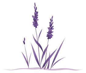 Obraz premium PNG Lavender flower plant grass.