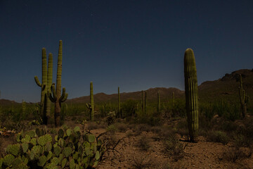 Arizona moonlit desert nightscape features mountains and cactus, prickly pear, Saguaro