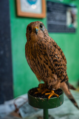 A small kestrel perches on a green stand in an indoor exhibit near Hiroshima. Speckled brown plumage, hooked beak, and yellow talons are in sharp focus.