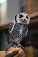 Close up owl with orange eyes sits on a falconer glove at an owl cafe in Hiroshima. Gray streaked plumage, sharp beak, soft indoor blur, intimate wildlife view.