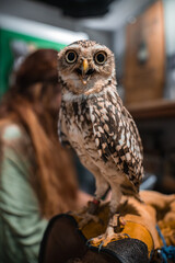 A small speckled owl perches on a handler's gloved hand indoors in Japan. An anklet tether is visible. The owl faces the camera, beak slightly open, with a blurred person behind.