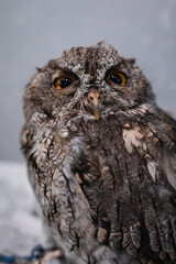 A small owl faces forward, amber eyes wide, mottled brown and gray feathers sharp in focus. A short hooked beak and rounded body show, with a plain backdrop and perch hint.