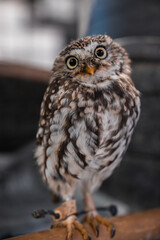 A small owl perches on a wooden bar in Japan, round eyes wide and head tilted. Leather jesses on orange feet indicate a handled bird, tight portrait with soft blur.