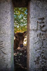 A deer peers through two weathered stone pillars with Japanese text on Itsukushima Island near...