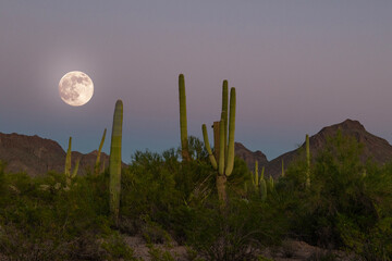 Twilight in the Tucson desert of the Saguaro national forest in Arizona featuring a full moon (edited in) 