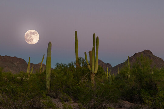 Twilight in the Tucson desert of the Saguaro national forest in Arizona featuring a full moon (edited in) - Powered by Adobe