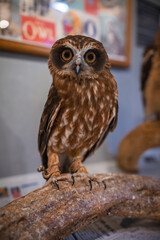 A small brown owl with vivid yellow eyes perches on a textured branch indoors in Hiroshima, facing the viewer with a leg band visible and posters on the wall.