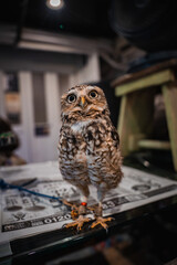 A small owl stands on a glass counter, eyes forward, red leg band visible, indoors in Hiroshima or Itsukushima, with posters under glass and shelves and stools behind.