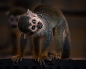 Close-up portrait of a small primate with expressive eyes, captured in soft natural light against a blurred background.