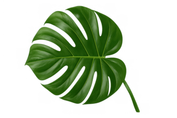 Monstera deliciosa tropical leaf on transparent background, adding a touch of green nature and botany